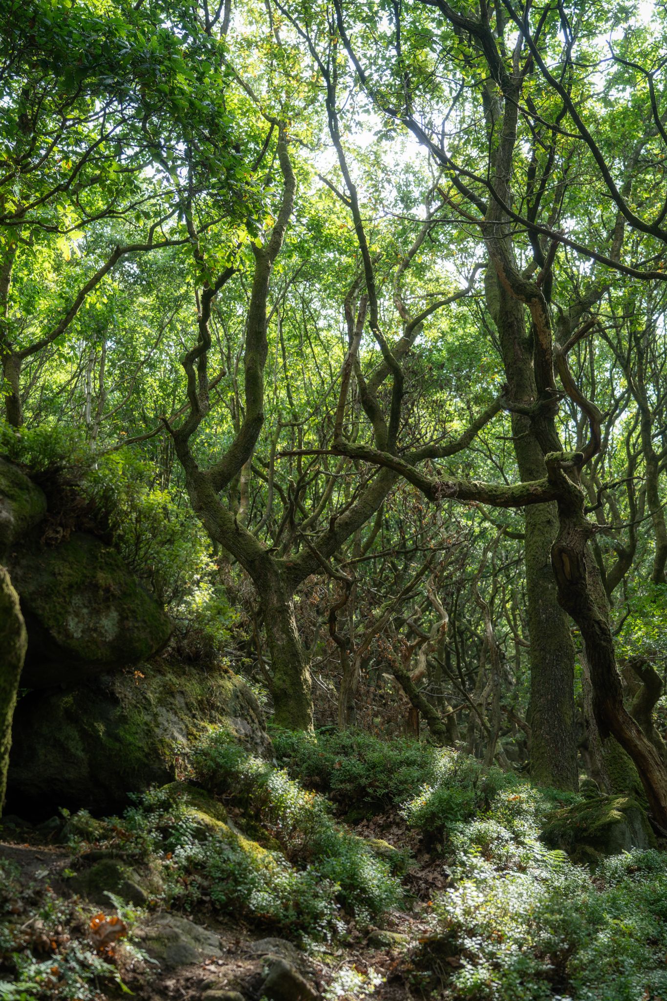 Wald der verdrehten Bäume
